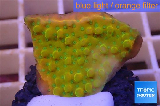 Montipora kung pao phoenix 2-4 cm WYSIWYG acclimaté