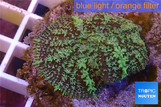 Rhodactis green big leaf 5-6 cm WYSIWYG acclimaté