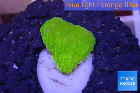 Montipora capricornis green 1 cm WYSIWYG acclimaté