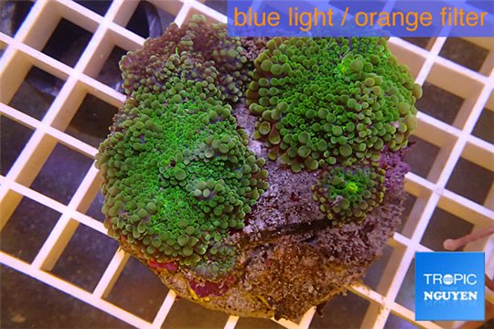 Ricordea yuma green purple 2 polyps WYSIWYG acclimaté