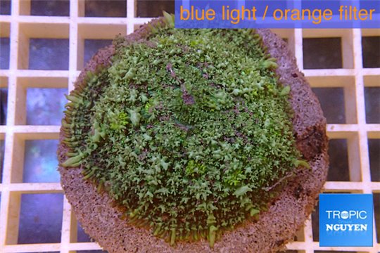 Rhodactis green big leaf 5-6 cm WYSIWYG acclimaté
