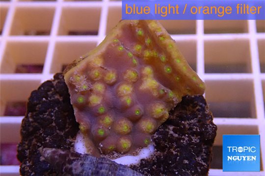 Turbinaria reniformis yellow polyps 2-3 cm WYSIWYG acclimaté