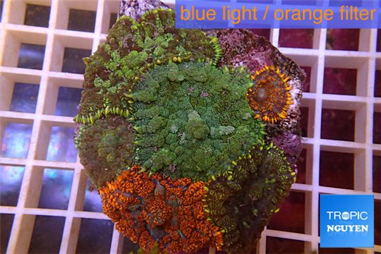 Rhodactis garden mix color premium 8-12 cm WYSIWYG acclimaté
