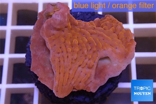 Montipora red purple polyps 3-4 cm WYSIWYG acclimaté