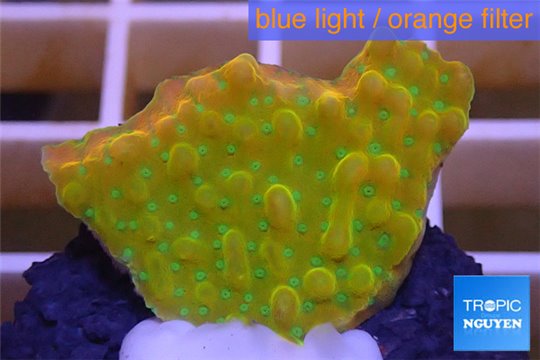 Montipora kung pao phoenix 2-4 cm WYSIWYG acclimaté