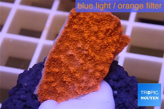 Montipora capricornis red 2-4 cm WYSIWYG acclimaté