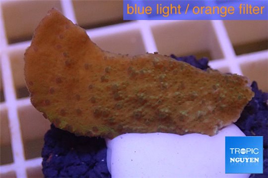 Montipora purple polyps Fijii 2-3 cm WYSIWYG acclimaté