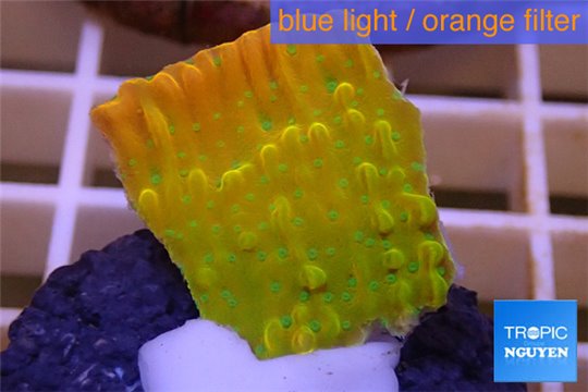 Montipora kung pao phoenix 2-4 cm WYSIWYG acclimaté