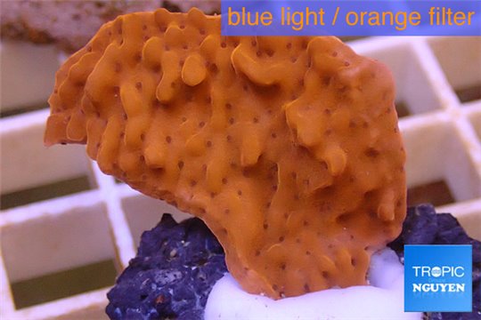 Montipora red purple polyps 2-3 cm WYSIWYG acclimaté