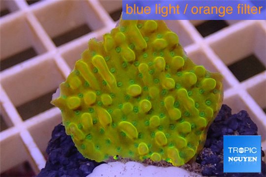 Montipora kung pao phoenix 2-4 cm WYSIWYG acclimaté