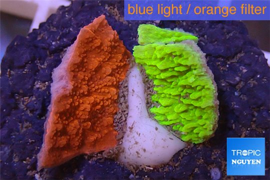 Montipora capricornis combo red & green 2-3 cm WYSIWYG acclimaté
