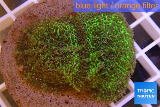 Rhodactis green big leaf 2 polyps WYSIWYG acclimaté