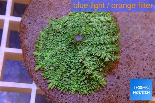 Rhodactis green big leaf 5-6 cm WYSIWYG acclimaté