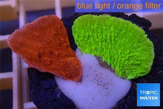 Montipora capricornis combo red & green 2-3 cm WYSIWYG acclimaté