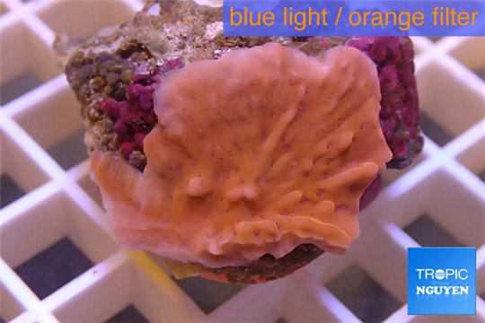 Montipora red purple polyps 3-4 cm WYSIWYG acclimaté