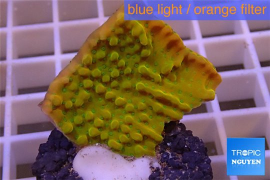 Montipora kung pao phoenix 2-4 cm WYSIWYG acclimaté