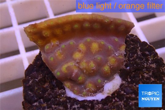 Turbinaria reniformis yellow polyps 2-3 cm WYSIWYG acclimaté