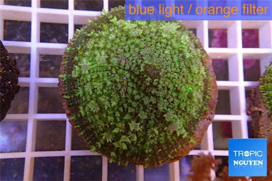 Rhodactis green big leaf 5-6 cm WYSIWYG acclimaté