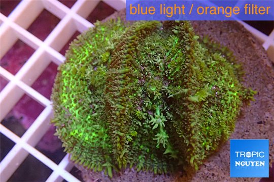 Rhodactis green big leaf 3 polyps WYSIWYG acclimaté