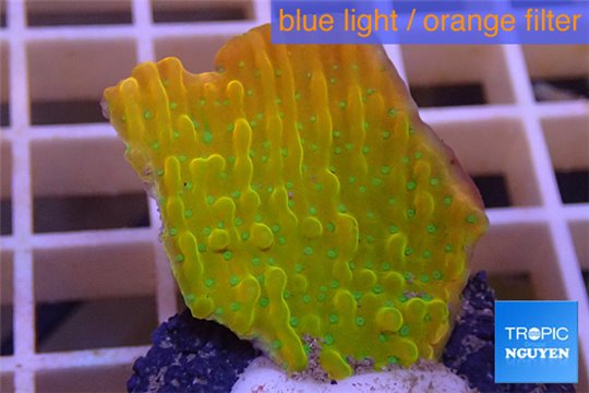 Montipora kung pao phoenix 2-4 cm WYSIWYG acclimaté