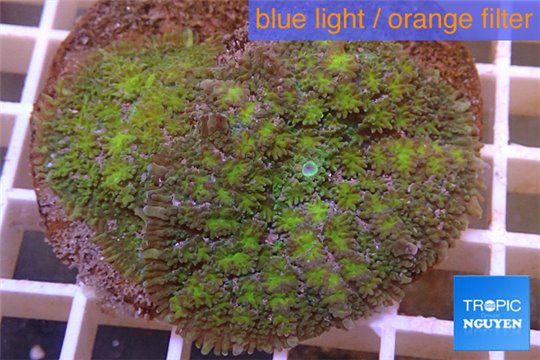 Rhodactis green big leaf 2 polyps WYSIWYG acclimaté