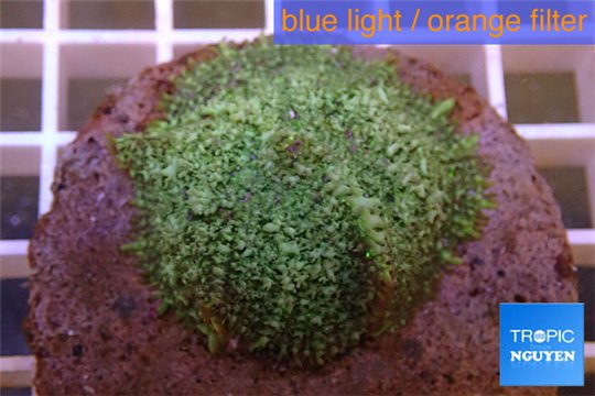 Rhodactis green big leaf 5-6 cm WYSIWYG acclimaté