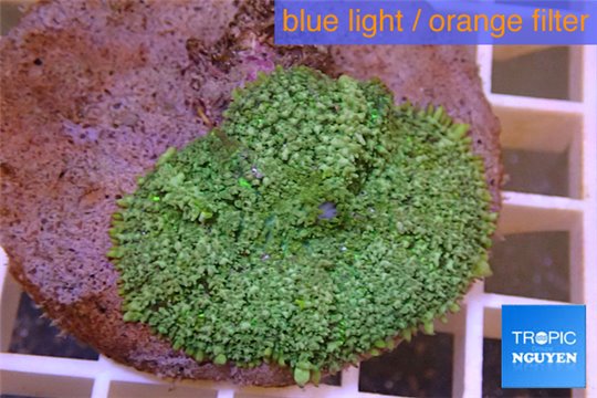 Rhodactis green big leaf 5-6 cm WYSIWYG acclimaté