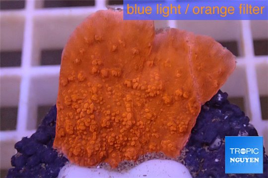 Montipora capricornis red 2-3 cm WYSIWYG acclimaté
