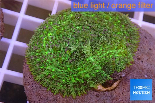 Rhodactis green big leaf 5-6 cm WYSIWYG acclimaté