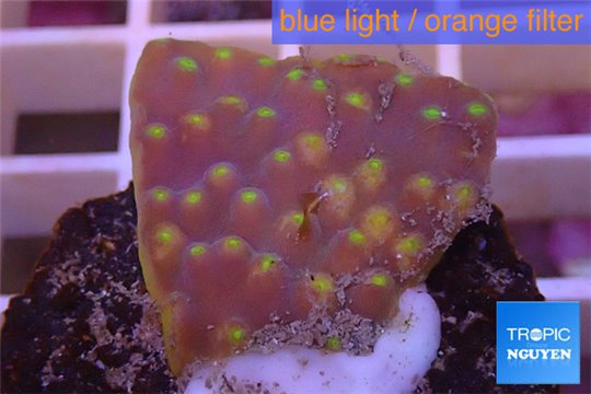 Turbinaria reniformis yellow polyps 2-3 cm WYSIWYG acclimaté