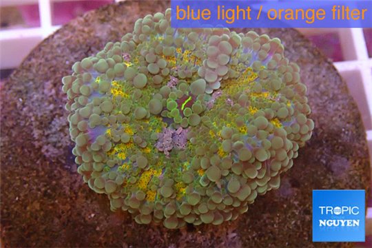 Ricordea yuma gold purple 1 polyp WYSIWYG acclimaté