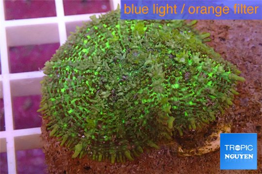 Rhodactis green big leaf 5-6 cm WYSIWYG acclimaté