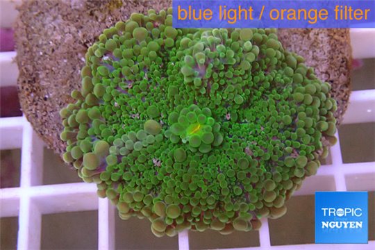 Ricordea yuma green purple 1 polyp WYSIWYG acclimaté