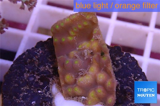 Turbinaria reniformis yellow polyps 2-3 cm WYSIWYG acclimaté