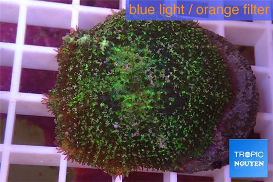 Rhodactis green big leaf 5-6 cm WYSIWYG acclimaté