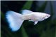 Guppy white albino full platinium 3,5-4 cm
