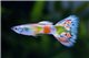 Guppy citrus yellow 3,5-4 cm