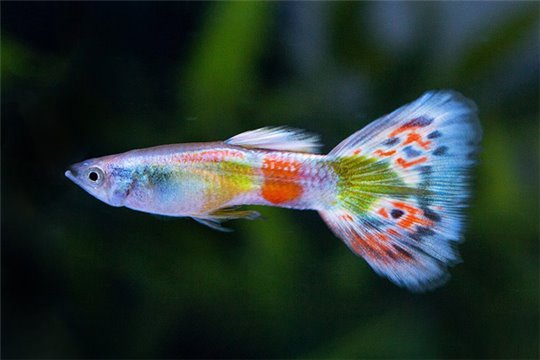 Guppy citrus yellow 3,5-4 cm