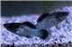 Molly blue electric 3-4 cm