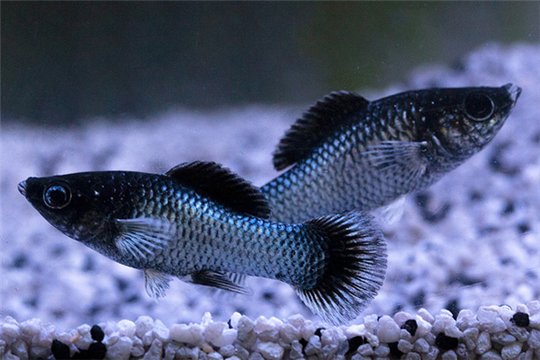 Molly blue electric 3-4 cm