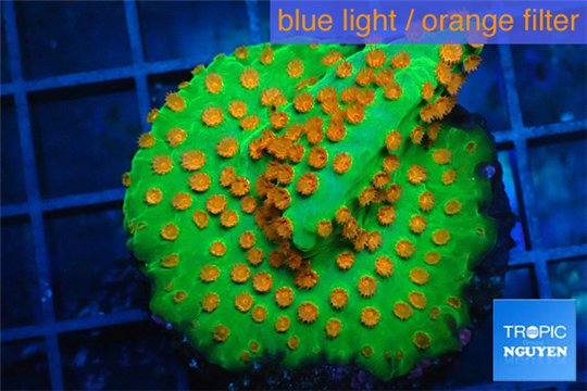 Leptastrea green & orange polyps 3-5 cm WYSIWYG acclimaté