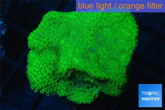 Leptastrea green 3-4 cm WYSIWYG acclimaté