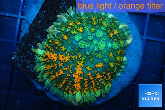 Rhodactis green orange tips premium 4-6 cm WYSIWYG acclimaté