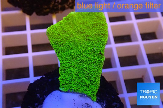 Montipora capricornis green plate 2-3 cm WYSIWYG acclimaté