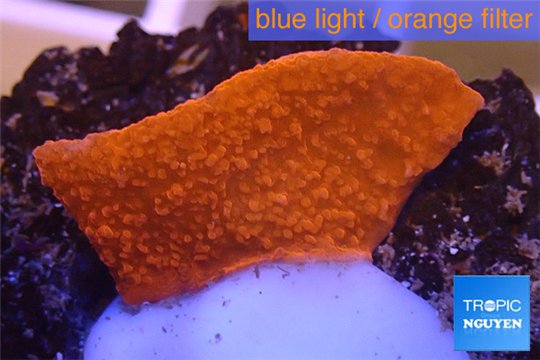 Montipora capricornis red plate 2-3 cm WYSIWYG acclimaté