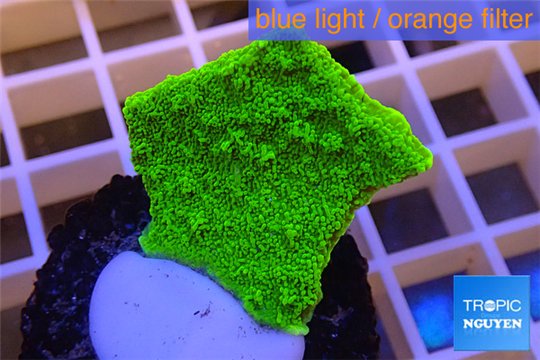 Montipora capricornis green plate 2-3 cm WYSIWYG acclimaté