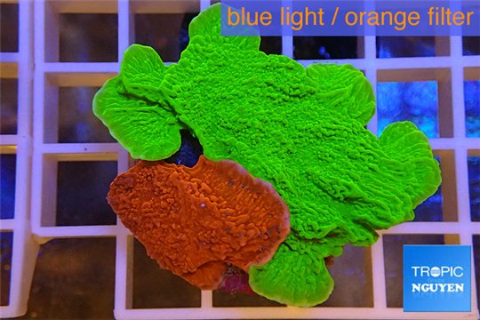 Montipora capricornis combo red & green 3-5 cm WYSIWYG acclimaté