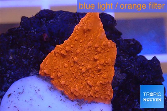 Montipora capricornis red plate 1-2 cm WYSIWYG acclimaté