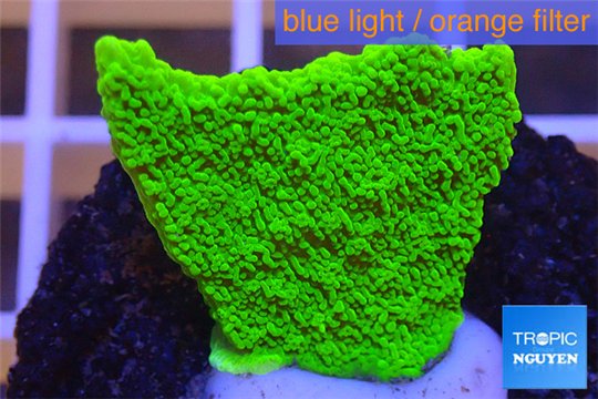 Montipora capricornis green plate 2-3 cm WYSIWYG acclimaté