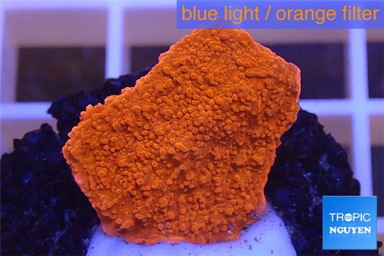 Montipora capricornis red plate 1-3 cm WYSIWYG acclimaté